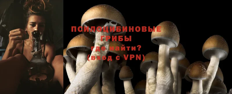 Псилоцибиновые грибы Psilocybe  Весьегонск 